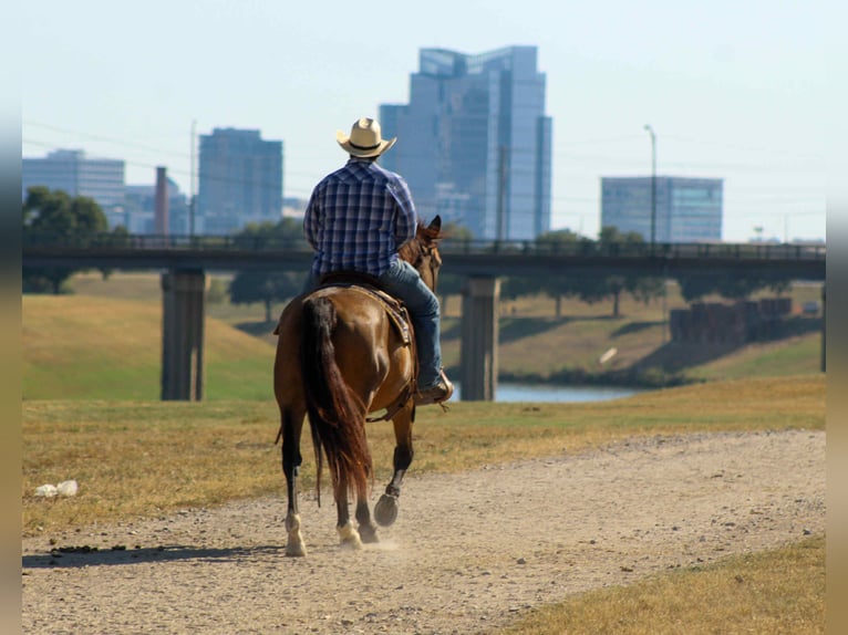 Mustang (amerikaans) Ruin 10 Jaar 152 cm Buckskin in Stephenville TX