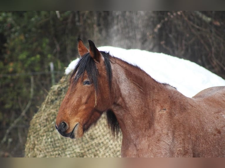 Mustang (amerikaans) Ruin 12 Jaar 142 cm Roan-Red in Bullard