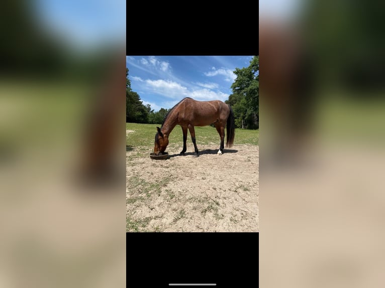 Mustang (amerikaans) Ruin 12 Jaar 142 cm Roan-Red in Bullard