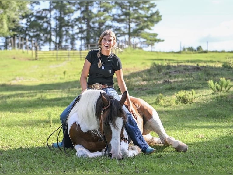 Mustang (amerikaans) Ruin 12 Jaar 152 cm Gevlekt-paard in Brierfield