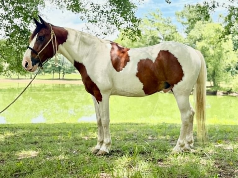 Mustang (amerikaans) Ruin 12 Jaar 152 cm Tobiano-alle-kleuren in Brierfield