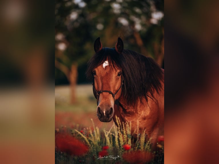 Mustang (amerikaans) Ruin 12 Jaar 153 cm Bruin in Issigau