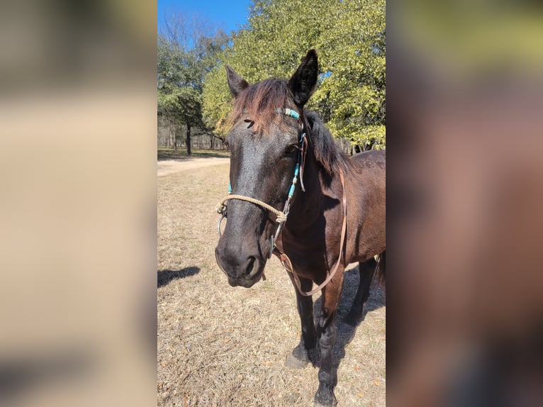 Mustang (amerikaans) Ruin 15 Jaar 142 cm Zwart in Salado