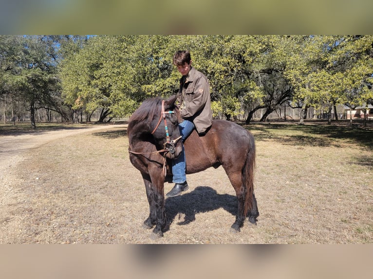Mustang (amerikaans) Ruin 15 Jaar 142 cm Zwart in Salado