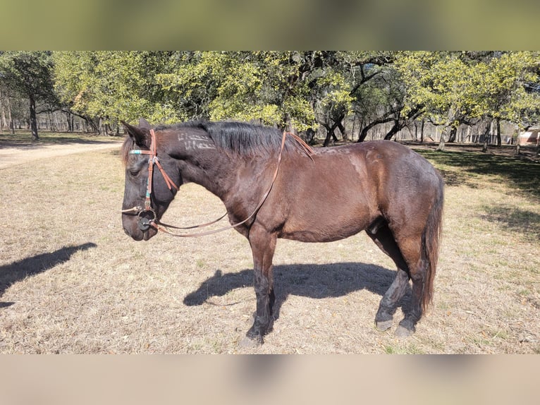 Mustang (amerikaans) Ruin 15 Jaar 142 cm Zwart in Salado