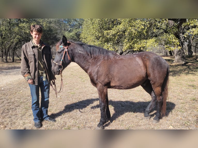 Mustang (amerikaans) Ruin 15 Jaar 142 cm Zwart in Salado