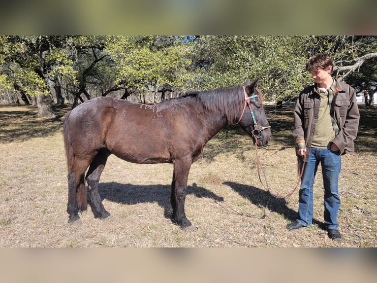 Mustang (amerikaans) Ruin 15 Jaar 142 cm Zwart in Salado