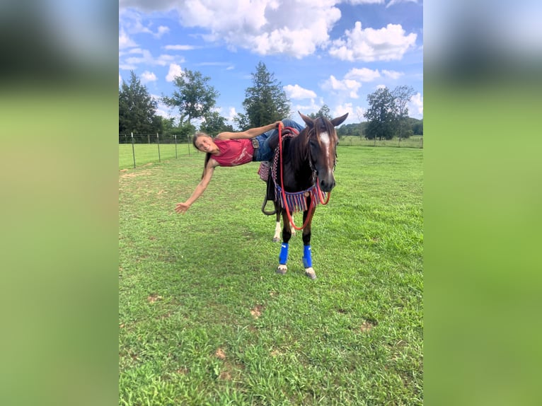 Mustang (amerikaans) Ruin 2 Jaar 142 cm  in Franklin