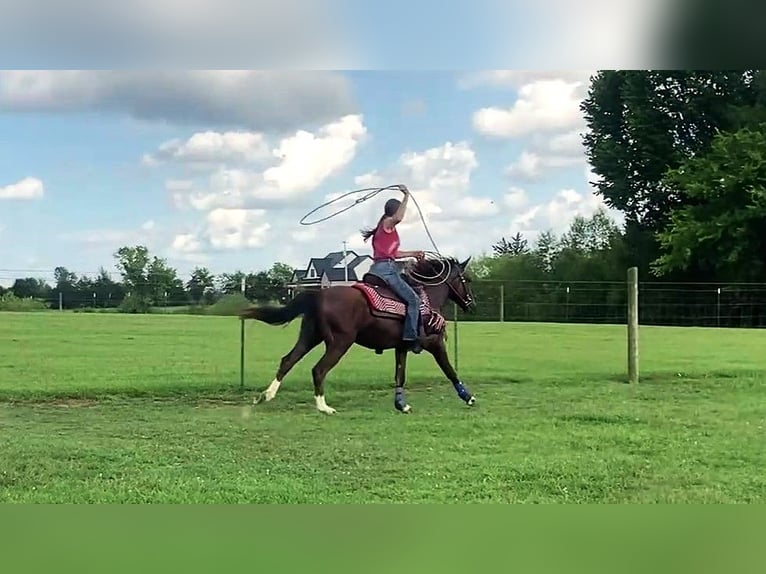 Mustang (amerikaans) Ruin 2 Jaar 142 cm  in Franklin