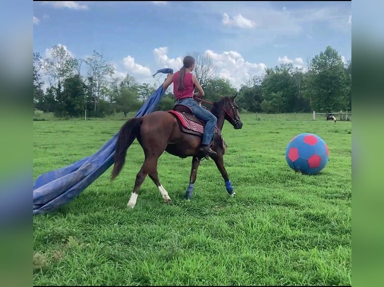Mustang (amerikaans) Ruin 2 Jaar 142 cm  in Franklin