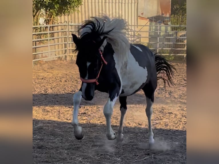 Mustang (amerikaans) Ruin 2 Jaar 145 cm Grullo in Niederaula