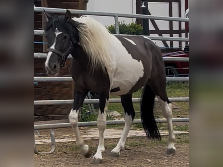 Mustang (amerikaans) Ruin 2 Jaar 145 cm Grullo in Niederaula