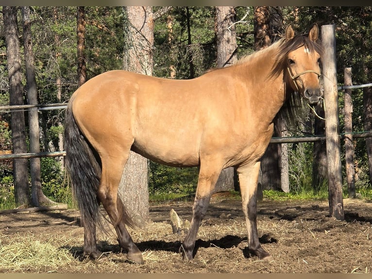 Mustang (amerikaans) Ruin 2 Jaar 150 cm Falbe in Inari