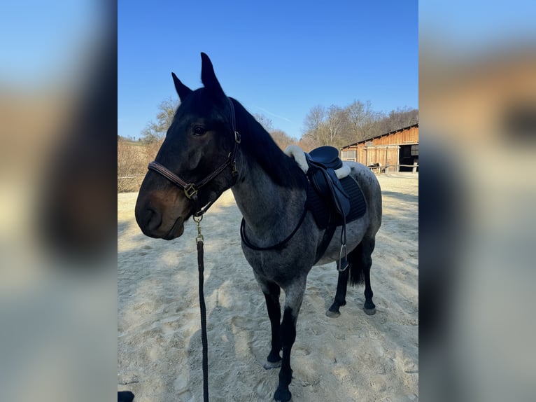 Mustang (amerikaans) Ruin 3 Jaar 152 cm  in Breitenfurt bei Wien