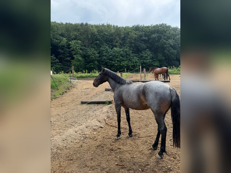 Mustang (amerikaans) Ruin 3 Jaar 152 cm  in Breitenfurt bei Wien