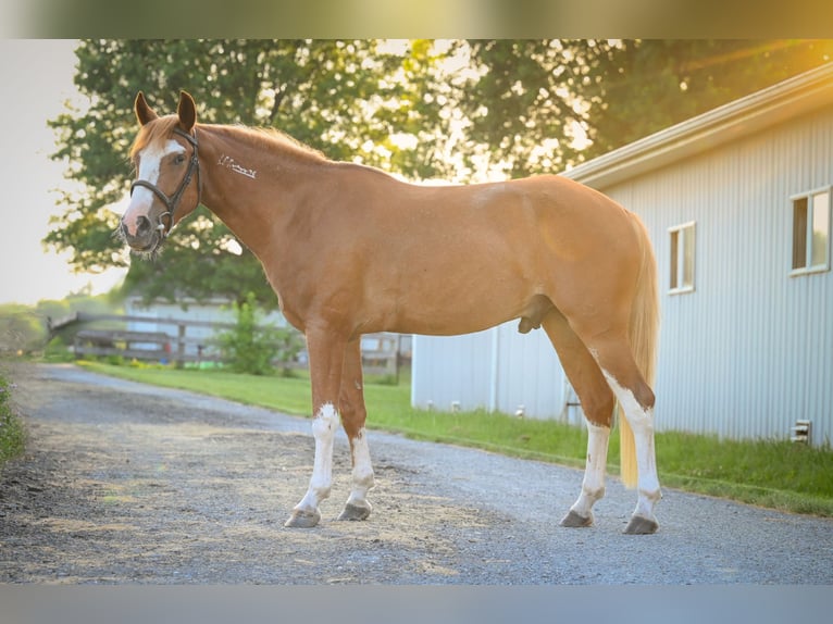 Mustang (amerikaans) Ruin 4 Jaar 140 cm Roodvos in Damascus, MD