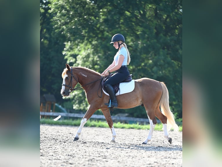 Mustang (amerikaans) Ruin 4 Jaar 140 cm Roodvos in Damascus, MD