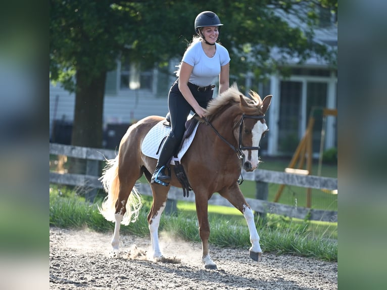 Mustang (amerikaans) Ruin 4 Jaar 140 cm Roodvos in Damascus, MD