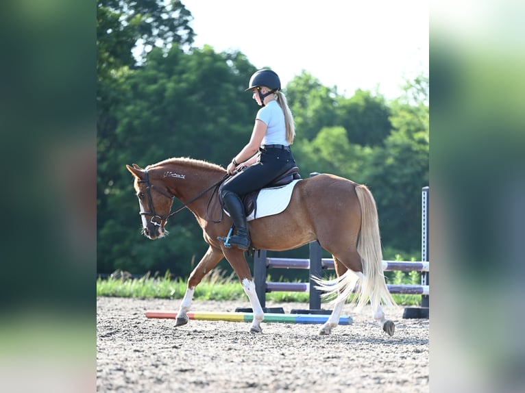 Mustang (amerikaans) Ruin 4 Jaar 140 cm Roodvos in Damascus, MD