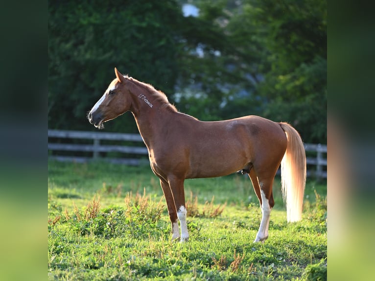 Mustang (amerikaans) Ruin 4 Jaar 140 cm Roodvos in Damascus, MD