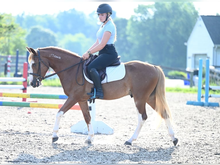 Mustang (amerikaans) Ruin 4 Jaar 140 cm Roodvos in Damascus, MD