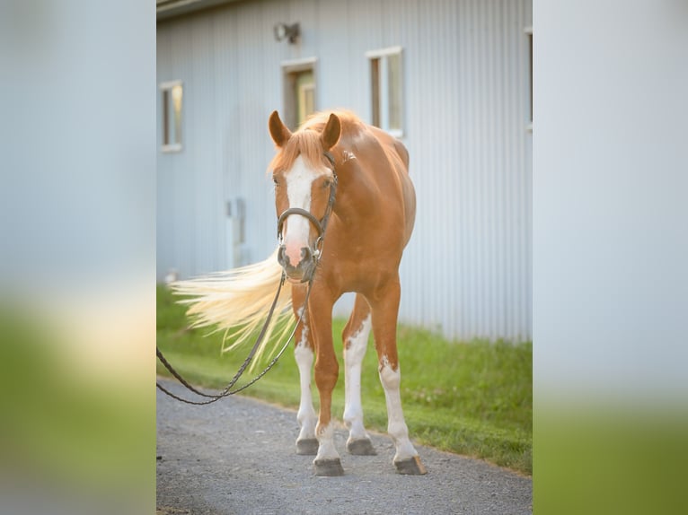 Mustang (amerikaans) Ruin 4 Jaar 140 cm Roodvos in Damascus, MD