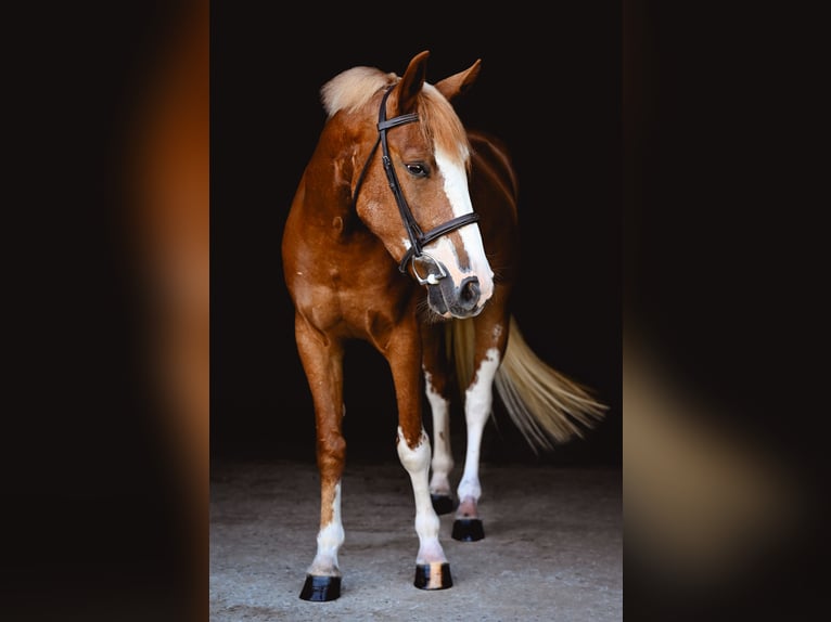 Mustang (amerikaans) Ruin 4 Jaar 140 cm Roodvos in Damascus, MD