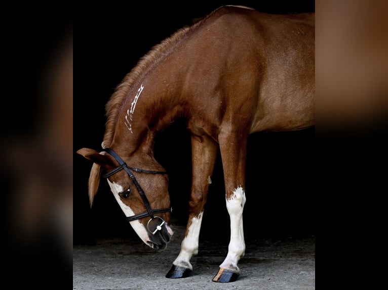 Mustang (amerikaans) Ruin 4 Jaar 140 cm Roodvos in Damascus, MD