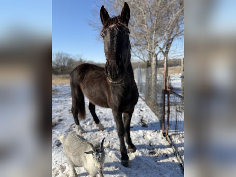 Mustang (amerikaans) Ruin 4 Jaar 142 cm Zwart in Italy Texas
