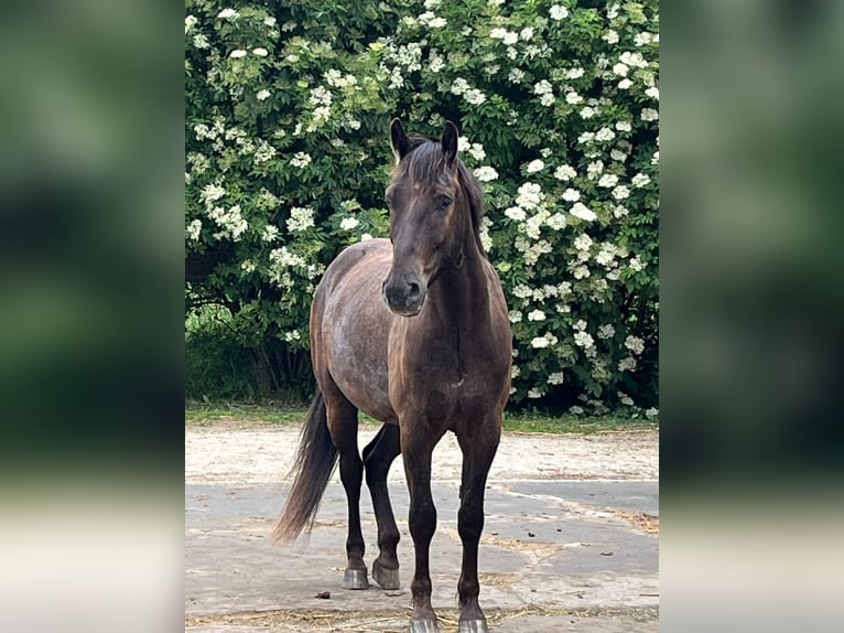 Mustang (amerikaans) Ruin 4 Jaar 145 cm  in Salzgitter Drütte