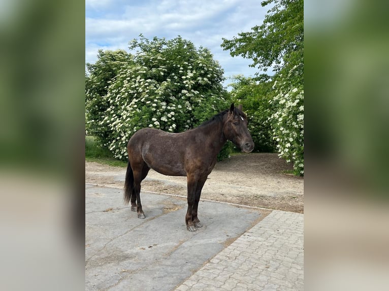 Mustang (amerikaans) Ruin 4 Jaar 145 cm  in Salzgitter Drütte