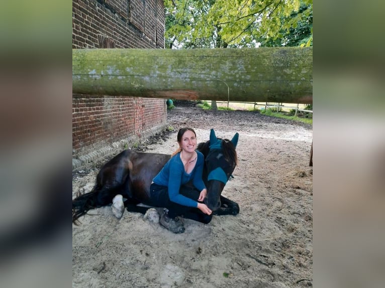 Mustang (amerikaans) Ruin 4 Jaar 150 cm Zwart in Welver