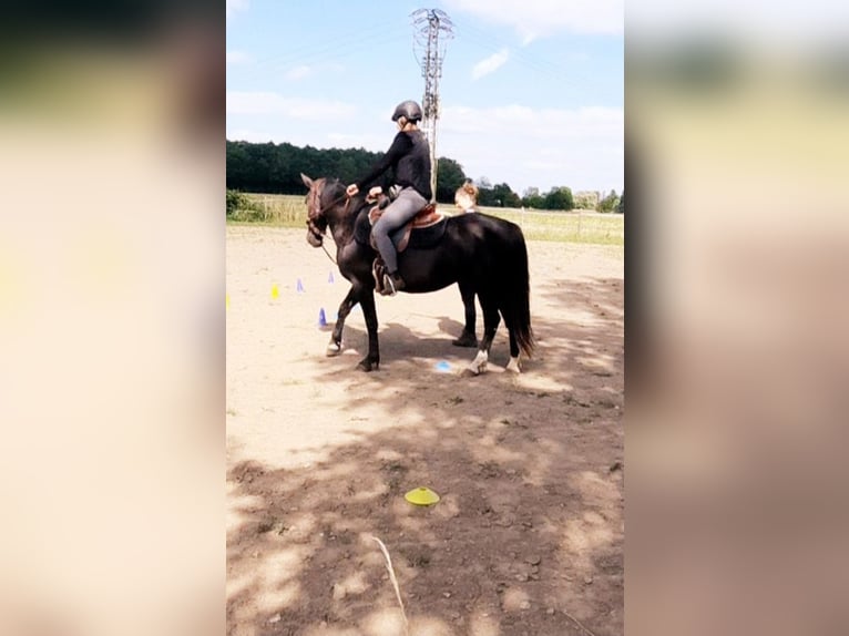 Mustang (amerikaans) Ruin 4 Jaar 150 cm Zwart in Welver