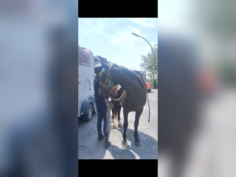 Mustang (amerikaans) Ruin 4 Jaar 150 cm Zwart in Welver