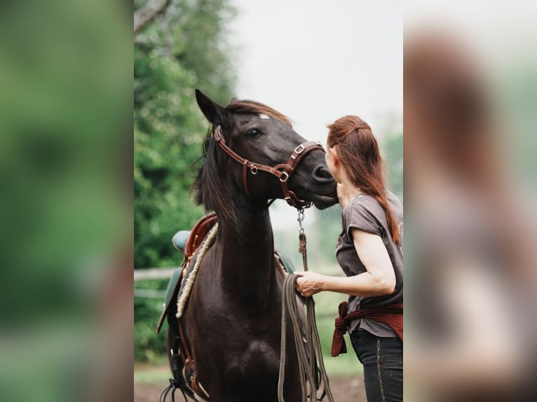 Mustang (amerikaans) Ruin 4 Jaar 150 cm Zwart in Welver