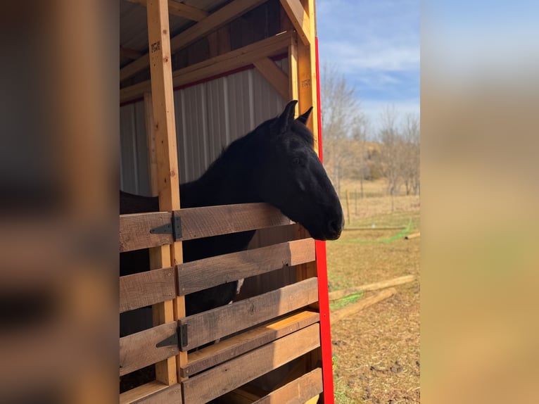 Mustang (amerikaans) Ruin 4 Jaar 152 cm Zwart in Campbellsville