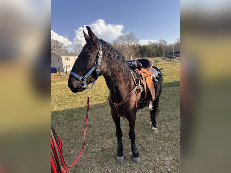 Mustang (amerikaans) Ruin 4 Jaar 152 cm Zwart in Campbellsville
