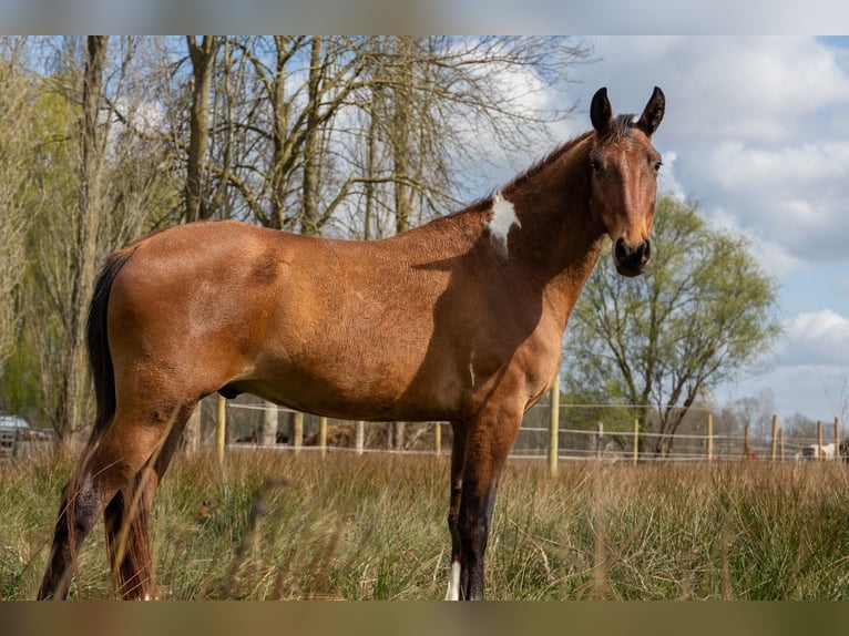 Mustang (amerikaans) Ruin 4 Jaar 154 cm Gevlekt-paard in Geel