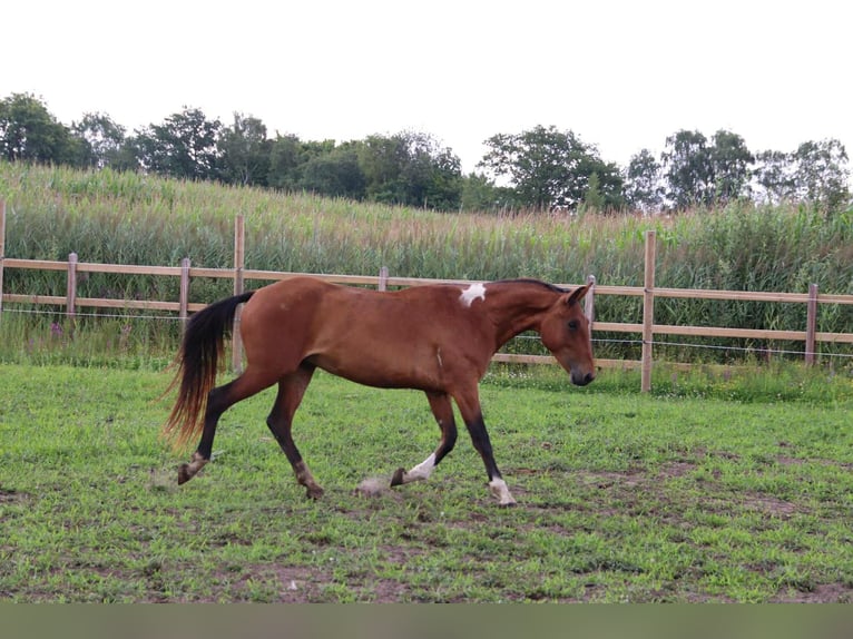 Mustang (amerikaans) Ruin 4 Jaar 154 cm Gevlekt-paard in Geel