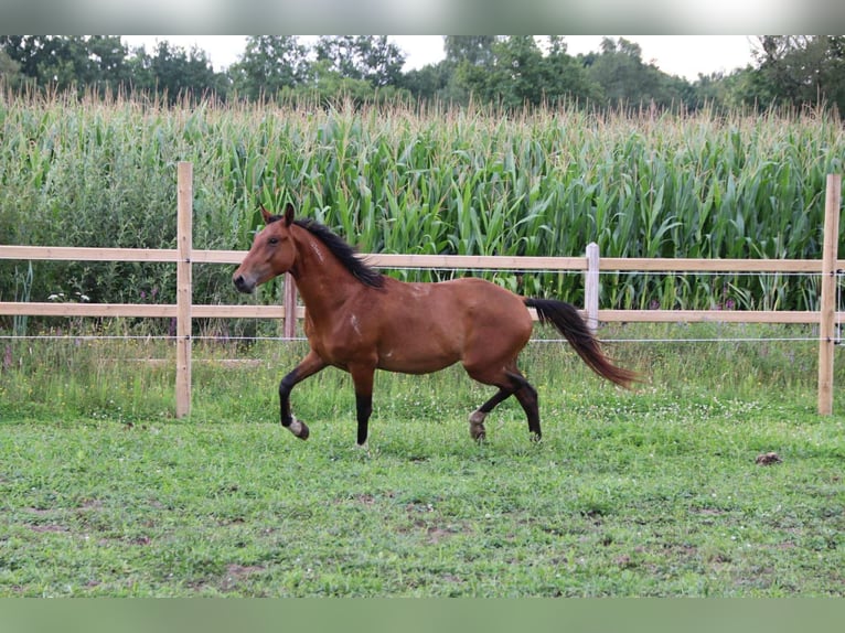 Mustang (amerikaans) Ruin 4 Jaar 154 cm Gevlekt-paard in Geel