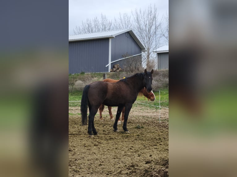 Mustang (amerikaans) Ruin 4 Jaar 157 cm Zwart in Taunusstein