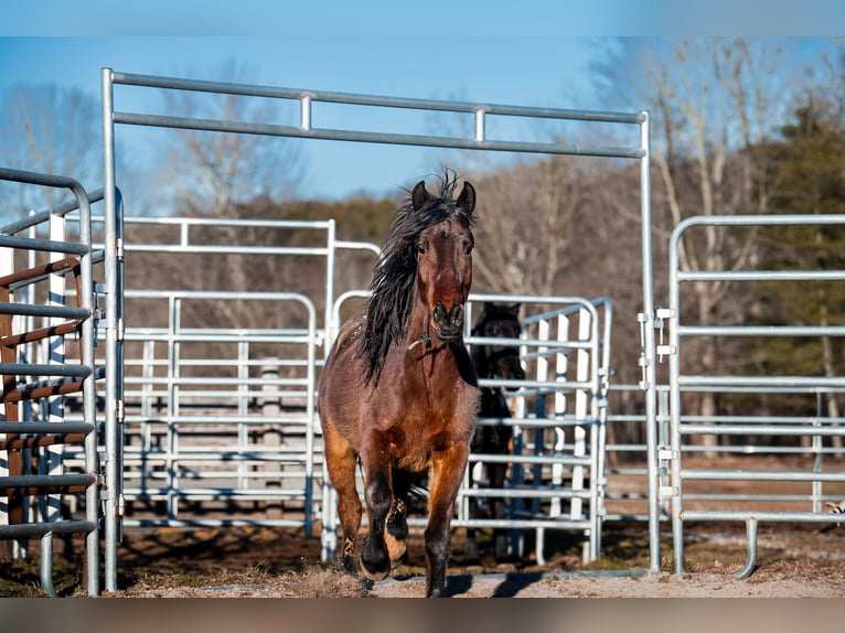 Mustang (amerikaans) Ruin 5 Jaar 140 cm Bruin in Issigau