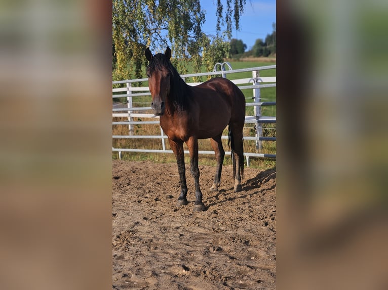 Mustang (amerikaans) Ruin 5 Jaar 147 cm Bruin in Issigau