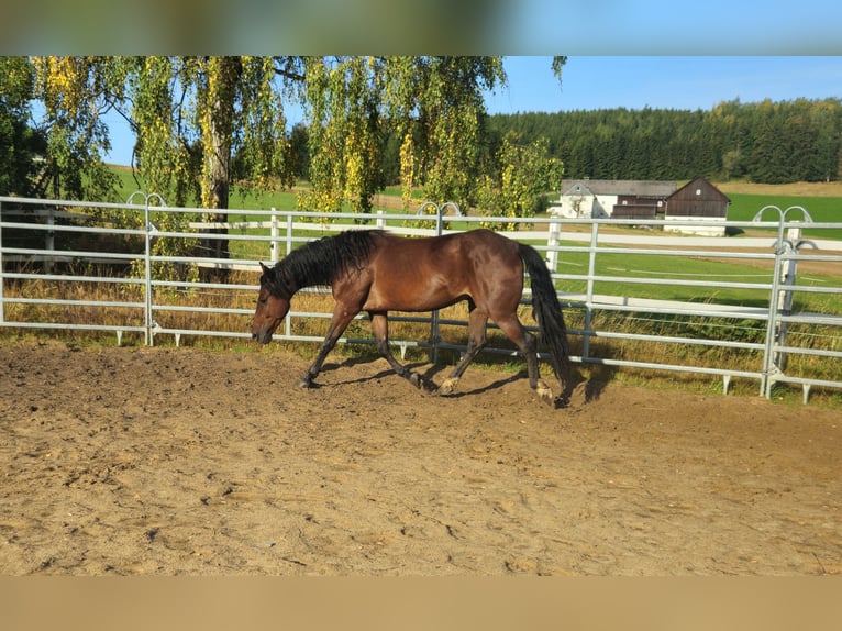 Mustang (amerikaans) Ruin 5 Jaar 147 cm Bruin in Issigau