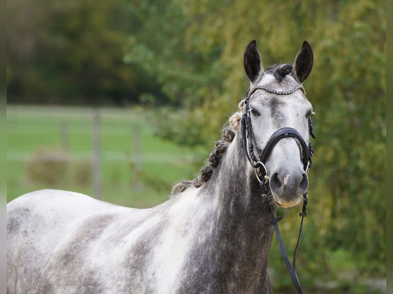 Mustang (amerikaans) Ruin 5 Jaar 150 cm Gevlekt-paard in Heinzenbach