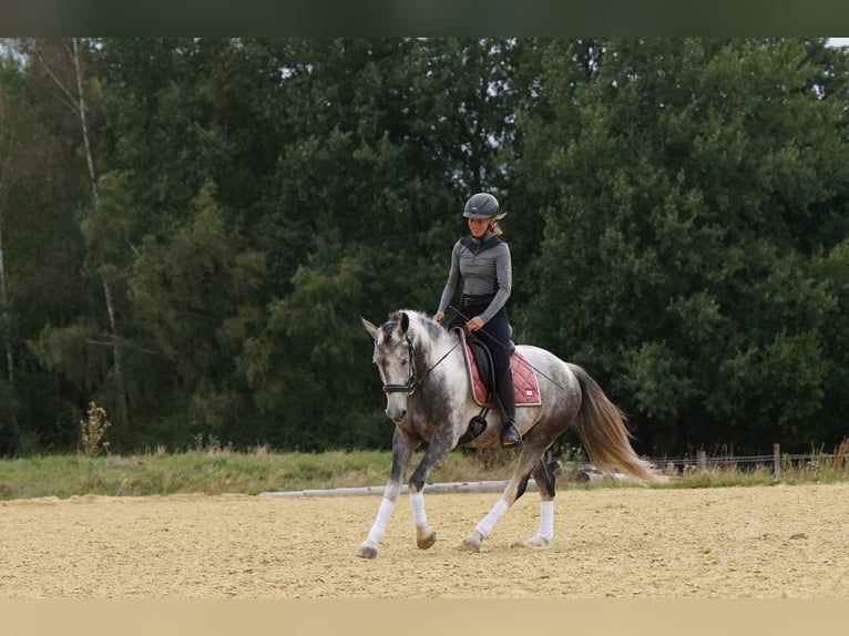 Mustang (amerikaans) Ruin 5 Jaar 150 cm Gevlekt-paard in Heinzenbach