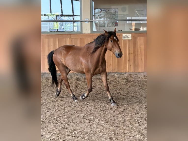 Mustang (amerikaans) Ruin 5 Jaar 151 cm Bruin in Seeburg