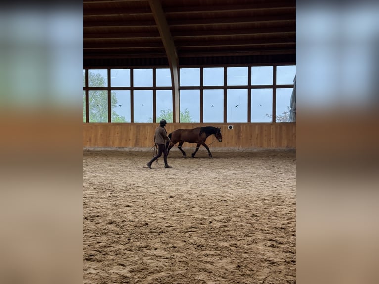 Mustang (amerikaans) Ruin 5 Jaar 151 cm Bruin in Seeburg