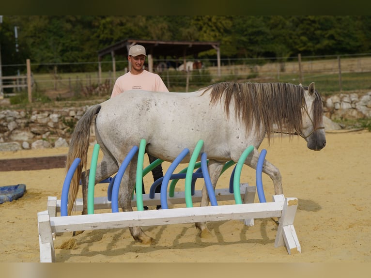 Mustang (amerikaans) Ruin 6 Jaar 144 cm Schimmel in Heinzenbach