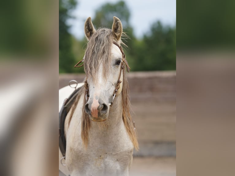 Mustang (amerikaans) Ruin 6 Jaar 144 cm Schimmel in Heinzenbach